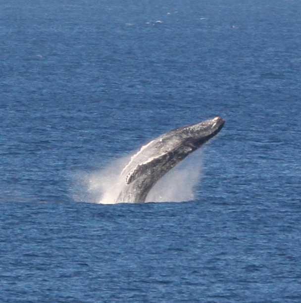 Maui March 6 2011 Whales 003-2.jpg