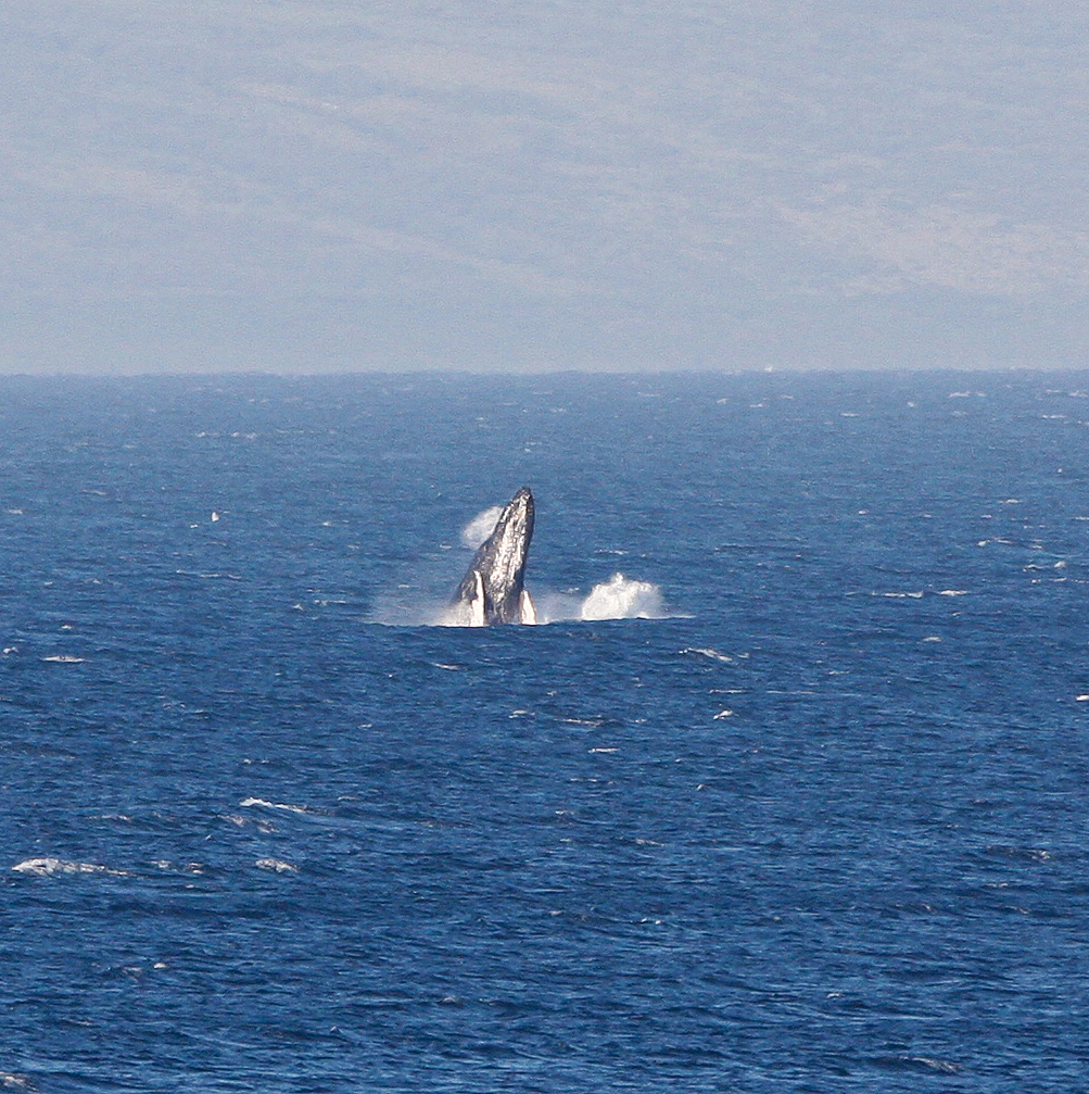 Maui March 6 2011 Whales 086.jpg