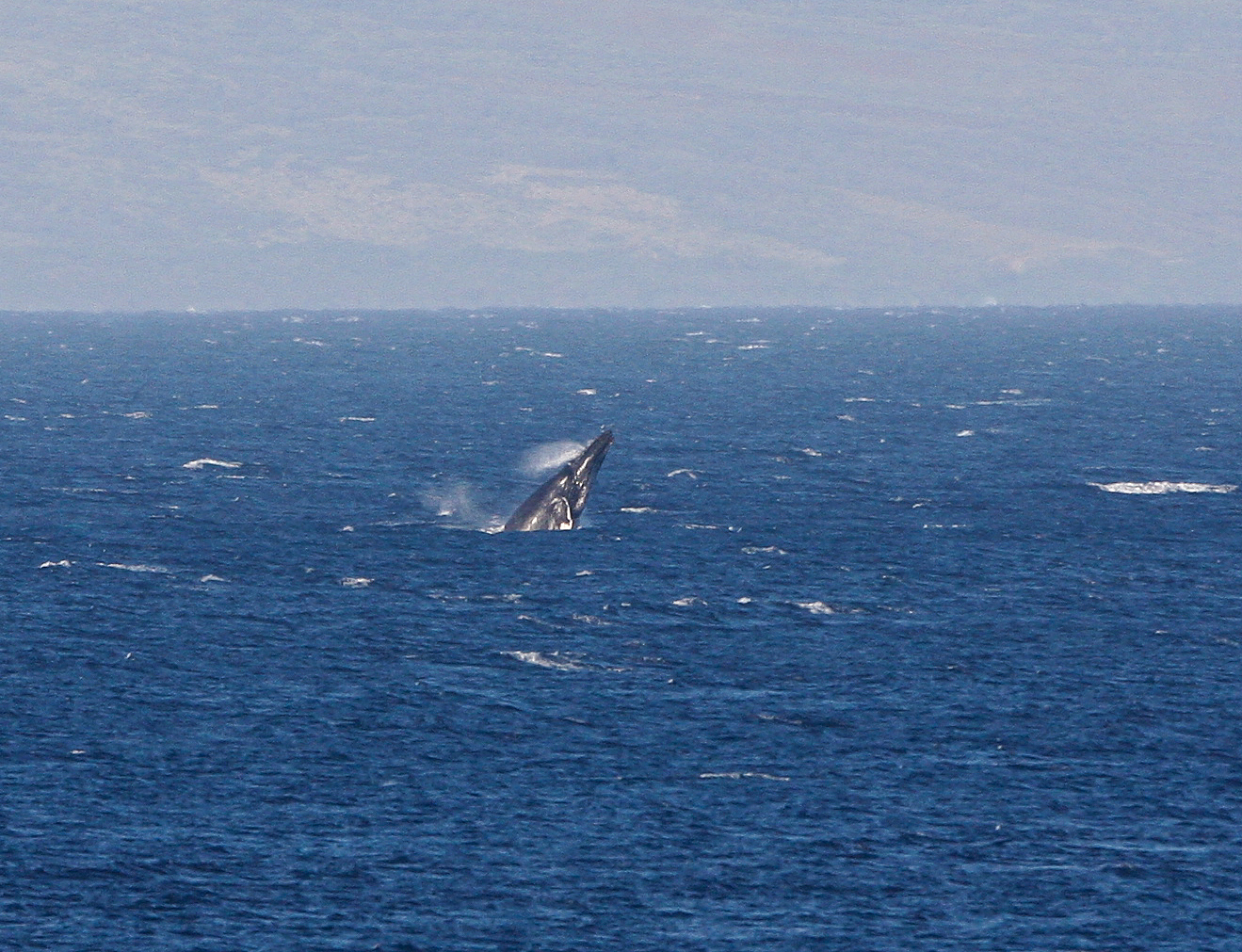 Maui March 6 2011 Whales 099.jpg
