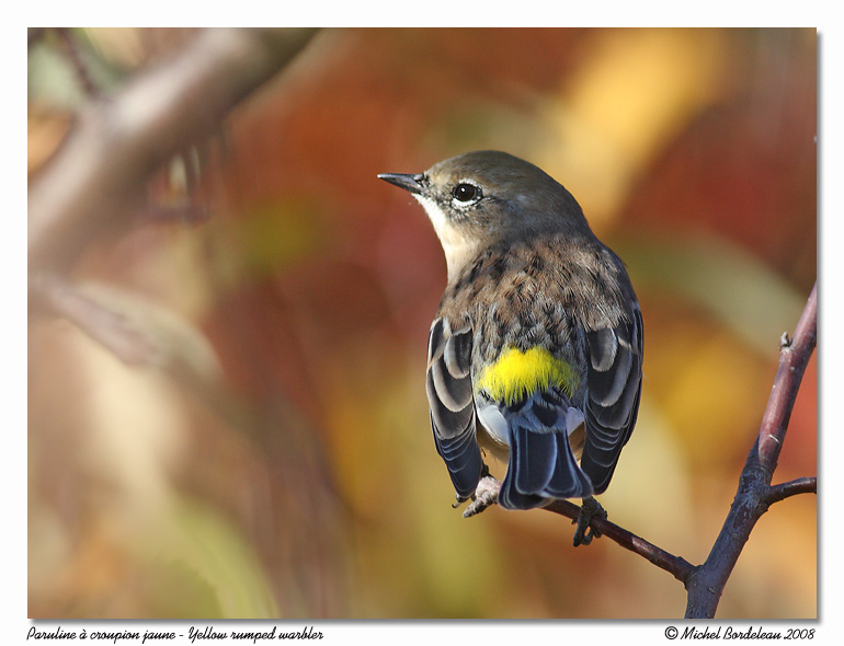 Paruline  croupion jaune <br> Yellow rumped warbler