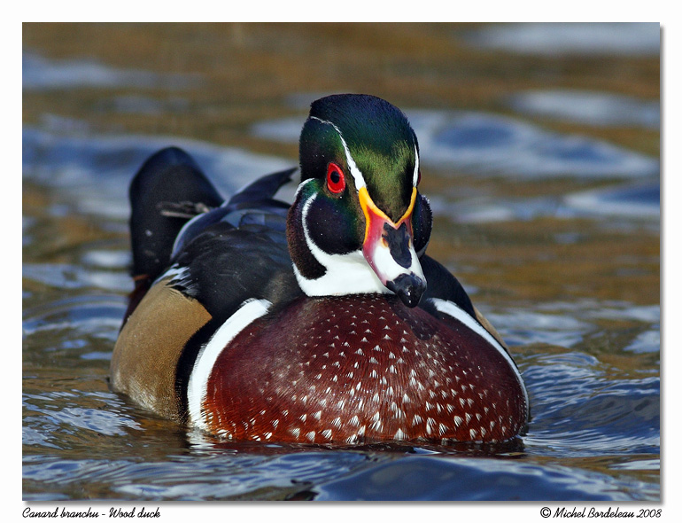 Canard branchu <br> Wood duck