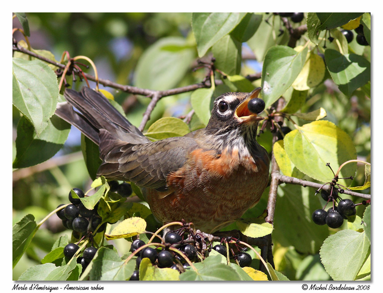 Merle dAmrique <br> American robin