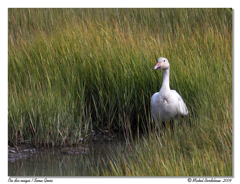 Oie des neiges <br> Snow Goose