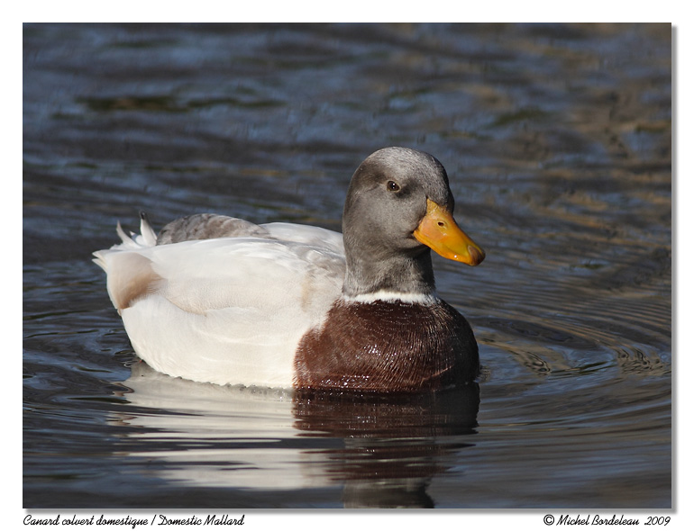 Canard colvert domestique<br> Domestic Mallard