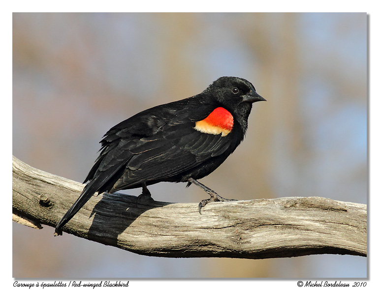 Carouge  paulettes <br> Red-winged Blackbird