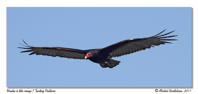 Urubu  tte rouge <br> Turkey Vulture