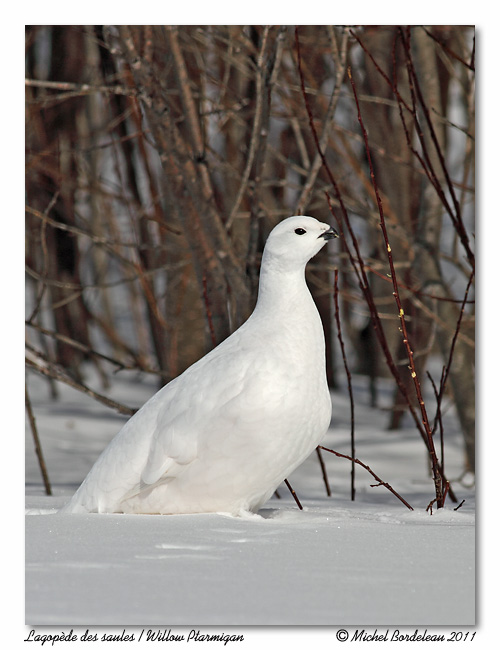Lagopde des saules <br> Willow Ptarmigan