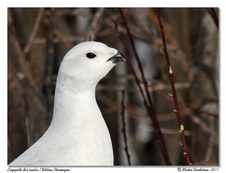 Lagopde des saules <br> Willow Ptarmigan