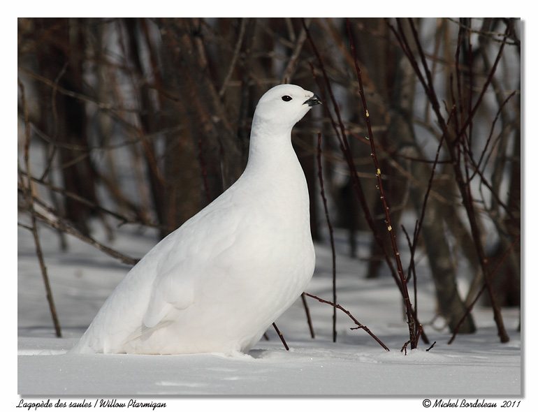 Lagopde des saules <br> Willow Ptarmigan