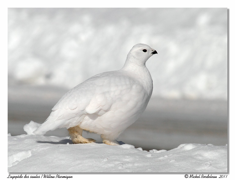 Lagopde des saules <br> Willow Ptarmigan