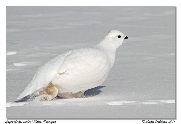 Lagopde des saules <br> Willow Ptarmigan