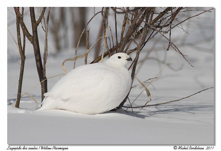 Lagopde des saules <br> Willow Ptarmigan