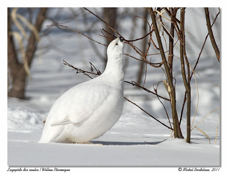 Lagopde des saules <br> Willow Ptarmigan