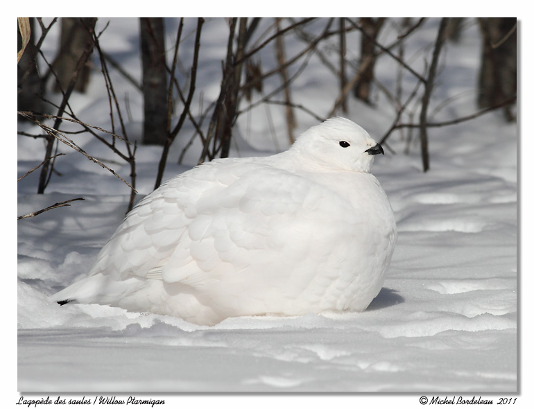 Lagopde des saules <br> Willow Ptarmigan