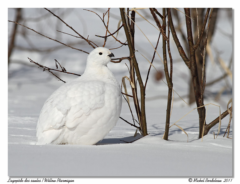 Lagopde des saules <br> Willow Ptarmigan