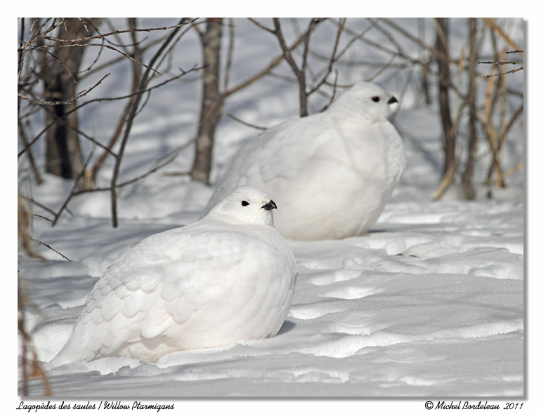 Lagopde des saules <br> Willow Ptarmigan