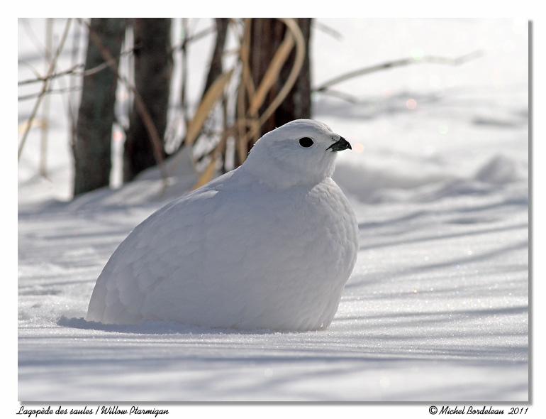 Lagopde des saules <br> Willow Ptarmigan