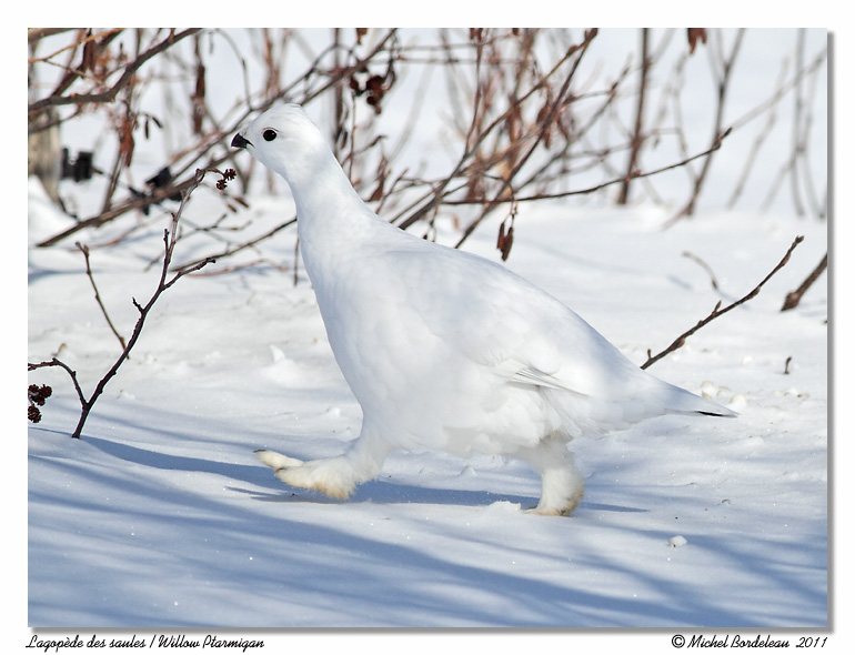 Lagopde des saules <br> Willow Ptarmigan