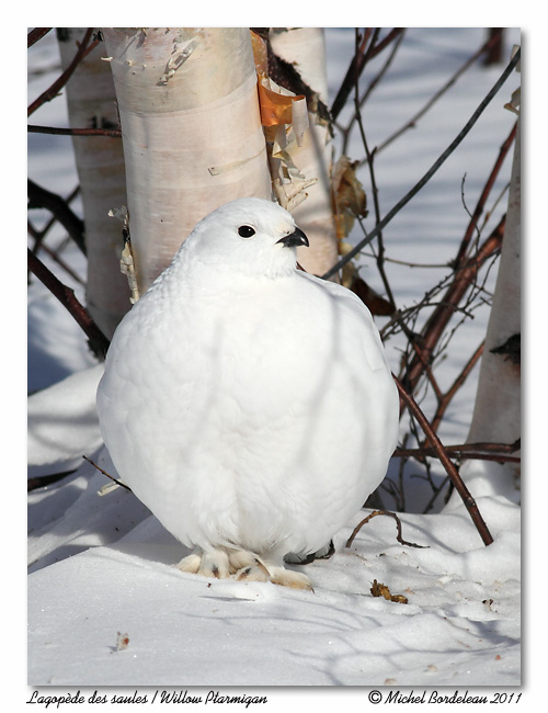 Lagopde des saules <br> Willow Ptarmigan