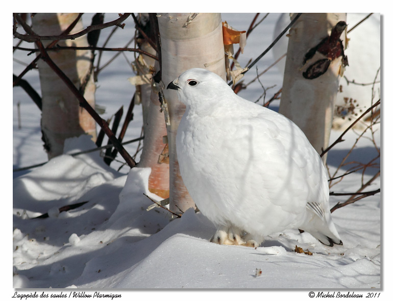 Lagopde des saules <br> Willow Ptarmigan