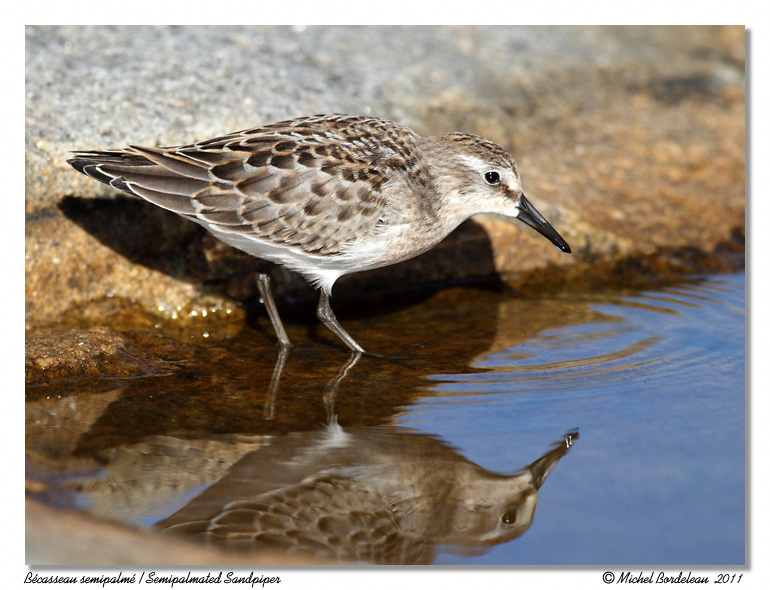 Bcasseau semipalm <br> Semipalmated Sandpiper