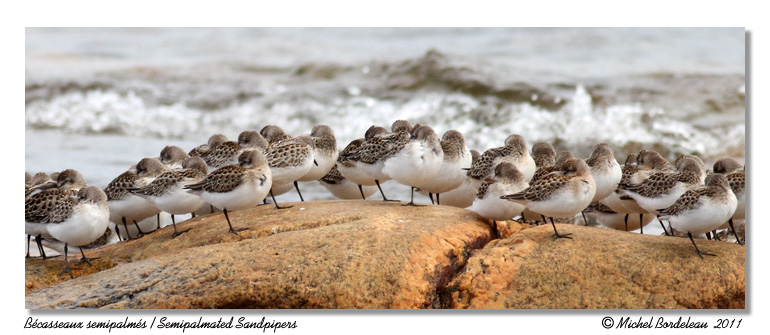 Bcasseaux semipalms <br> Semipalmated Sandpipers