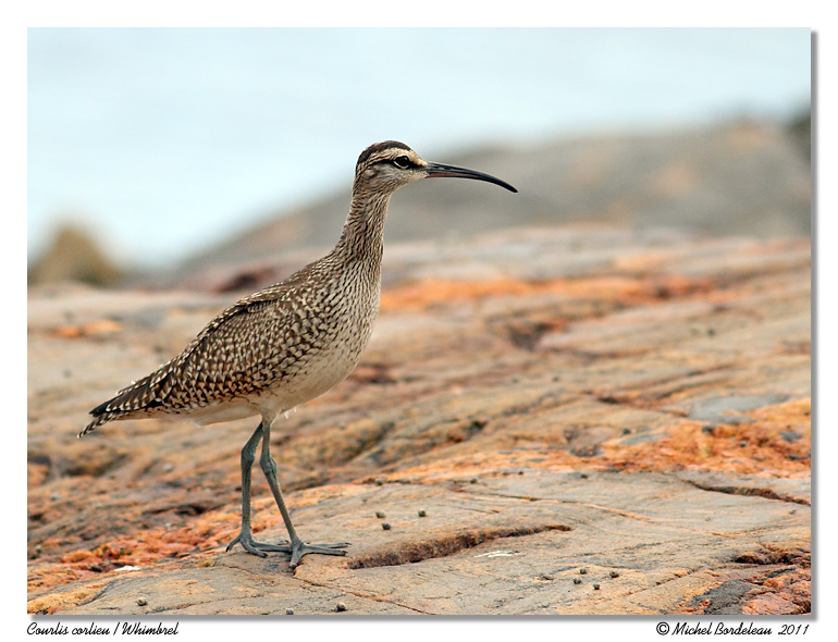 Courlis corlieu <br> Whimbrel