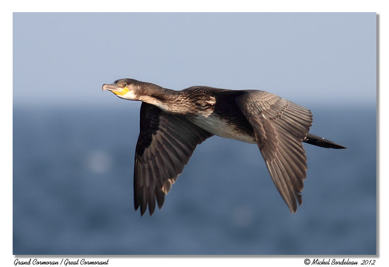 Grand Coromoran<br/>Great Cormorant