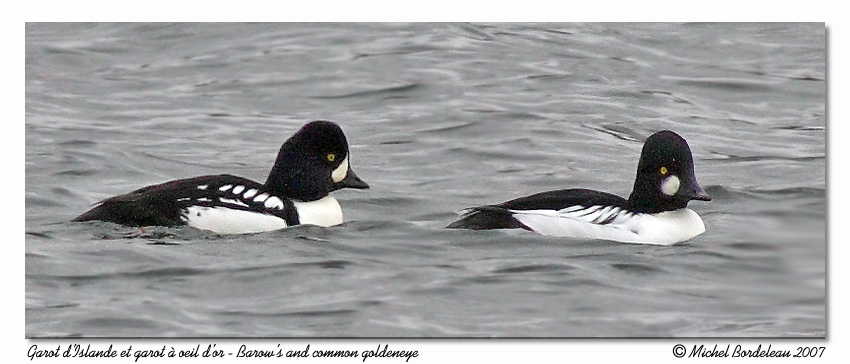 Garrot dIslande - Barrows goldeneye