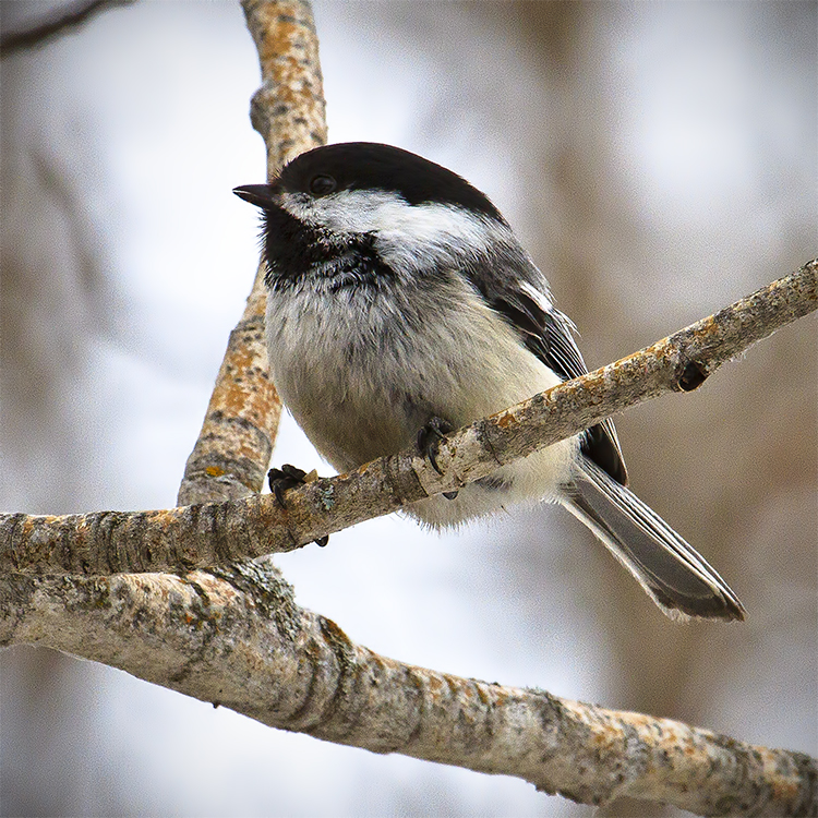 The Chickadee