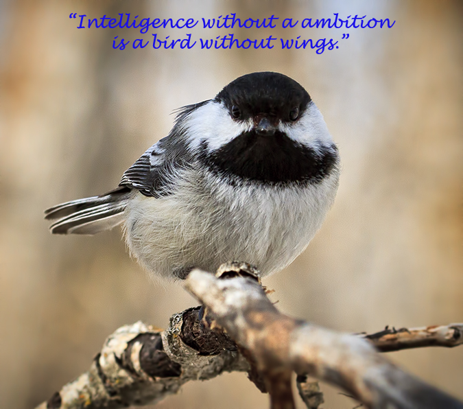 Intelligence