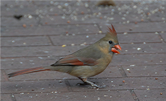 Female cardinal.jpg