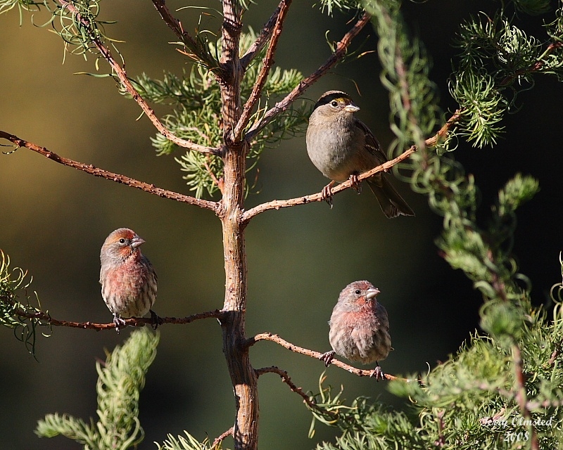 10-11--08 we three_3394 c2.jpg
