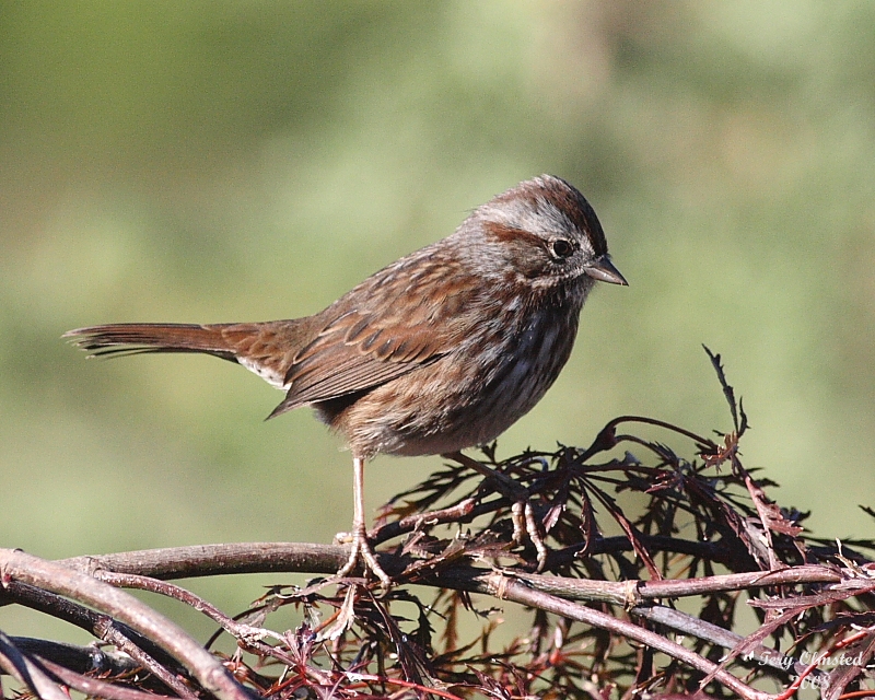 10-11-08 song sparrow_3379.JPG