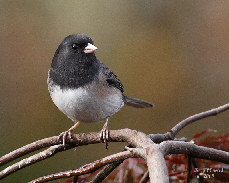 10-15-08 Oregon Junco_3551.jpg