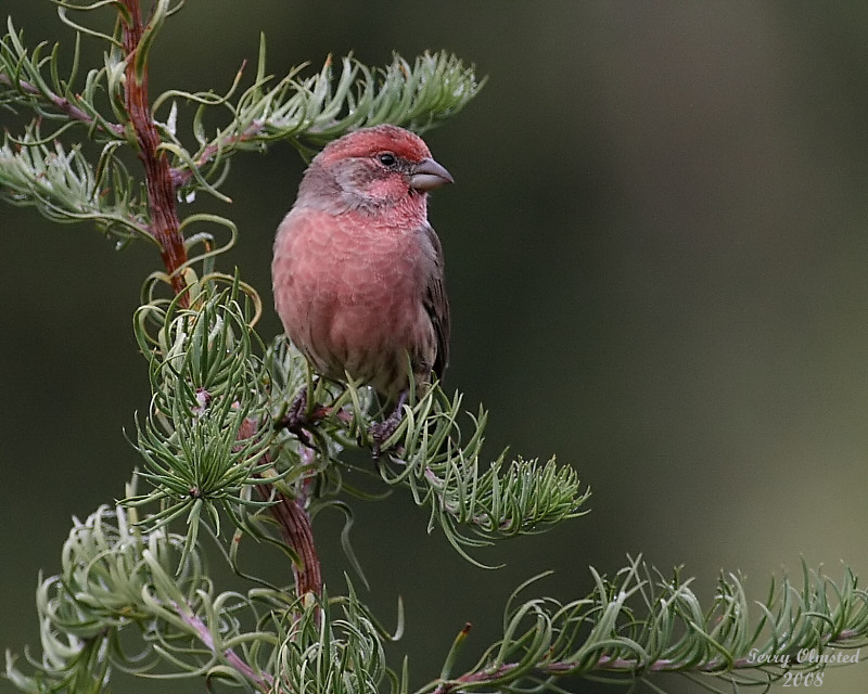 10-15-08 Finch_3557 c2_filtered.jpg