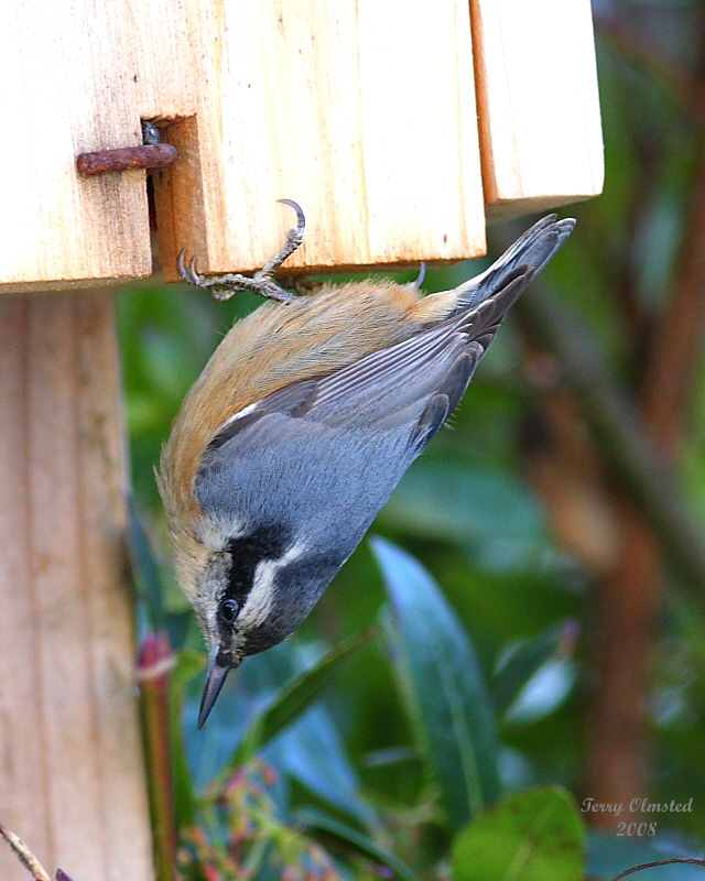 12-15-08 nuthatch new digs_0825c2adj.jpg