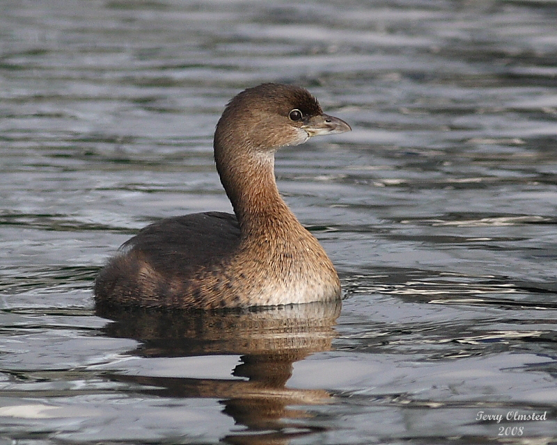 12-11-08 pied billed grebe_0674adj.jpg