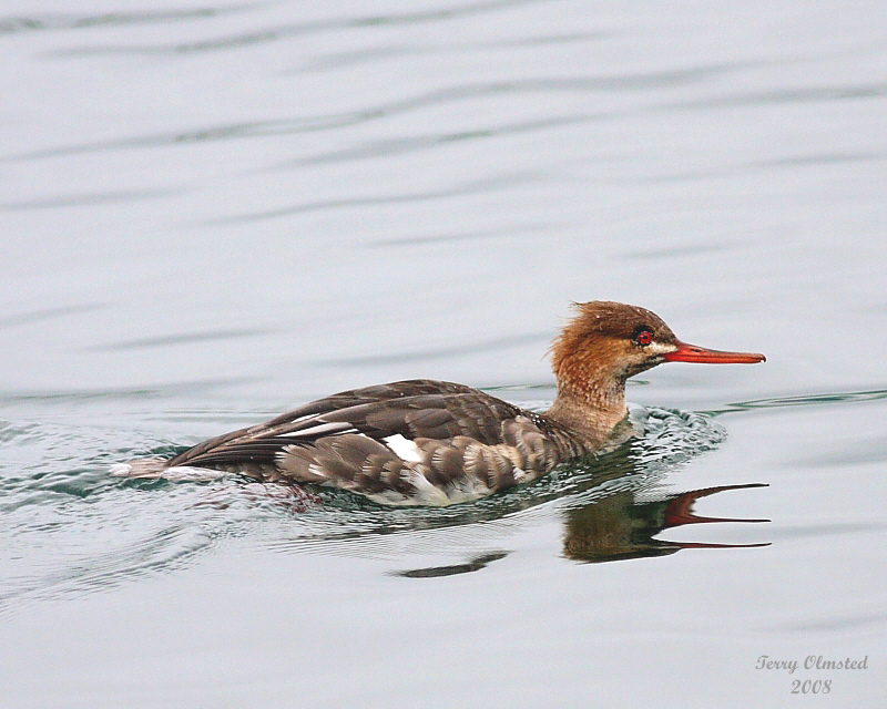 12-2-08 red-breasted merganser_0156 adj.jpg