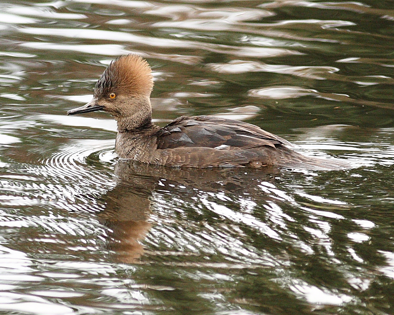 12-8-8 fm hooded merganser_0606 c2.JPG