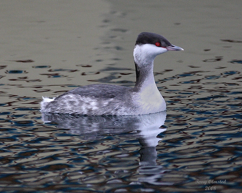 12-30-08 eared grebe_1370a.jpg