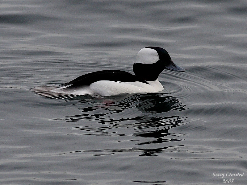 12-30-08 bufflehead_1288a.jpg