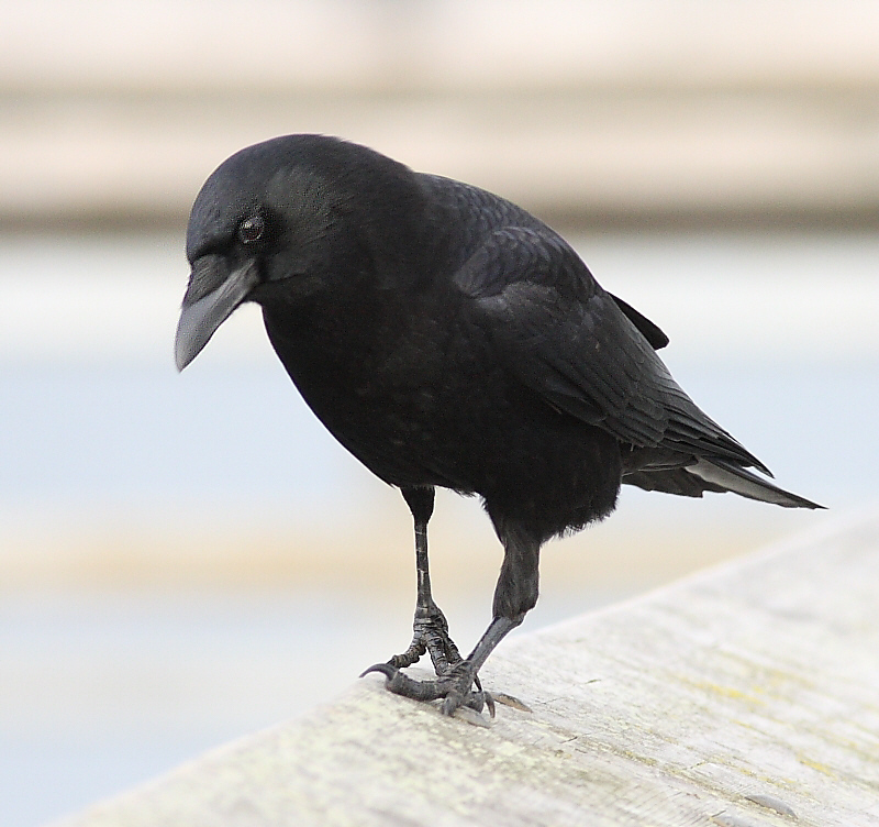12-30-08 crow hop_1250a.jpg