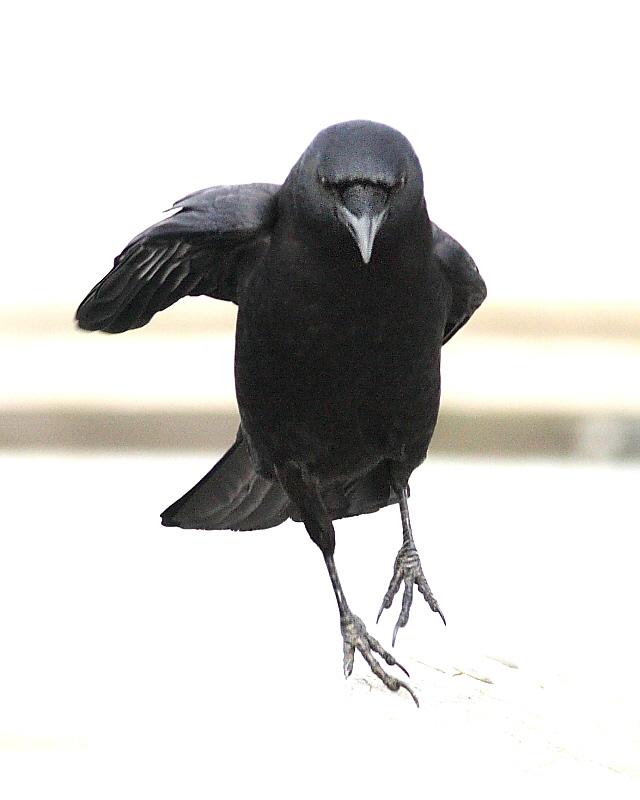 12-30-08 crow hop_1248a.jpg