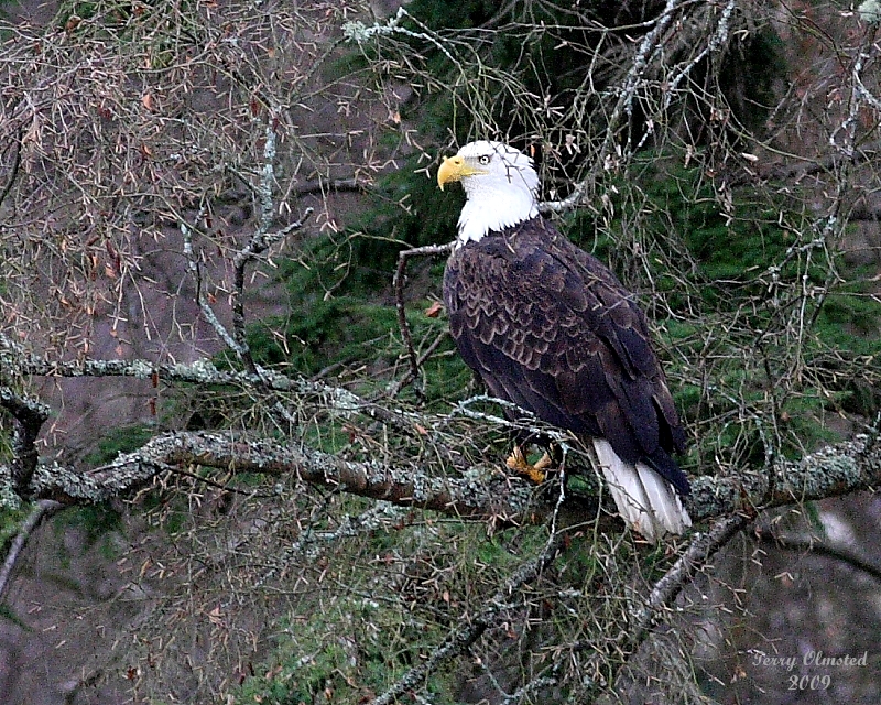 1-7-09 eagle back 40_1435a2.jpg