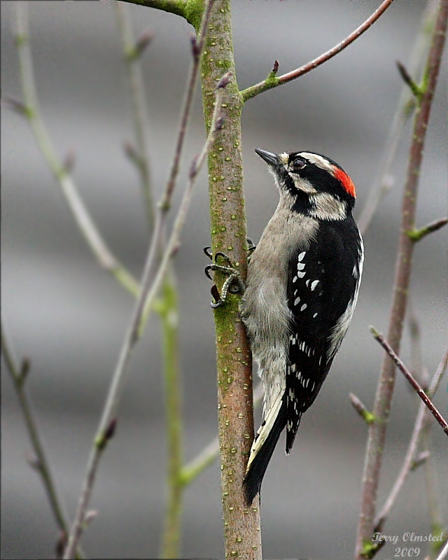 1-11-09 Downy Woodpecker_1526.JPG