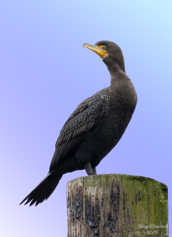 1-14-09 double crested cormorant practice1626pp10corwith fill.jpg