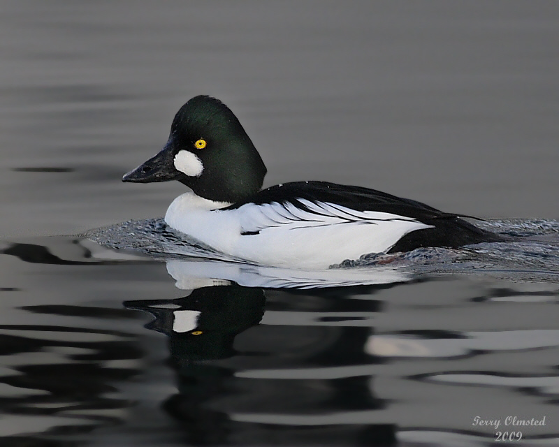 1-2-09 common golden eye _1402a2.jpg