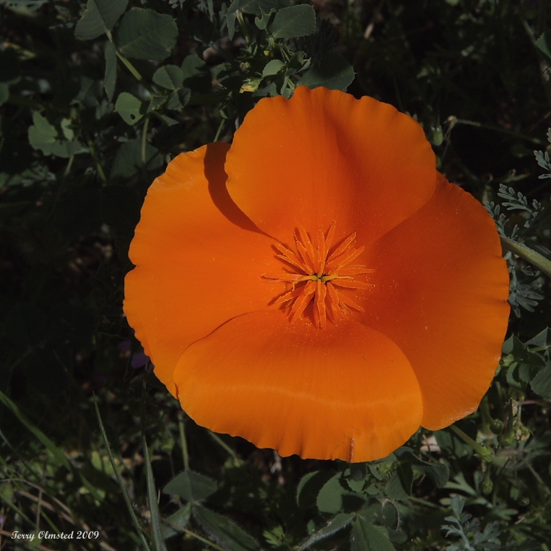4-10-09 lake berryessa poppy_4327.JPG