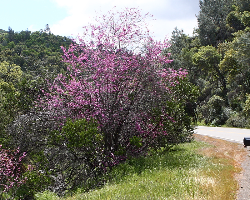4-10-098 flowering tree lake berryessa_4307.JPG